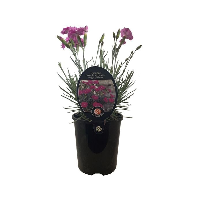 1.5L Dianthus Angel Of Grace - Dianthus caryophyllus