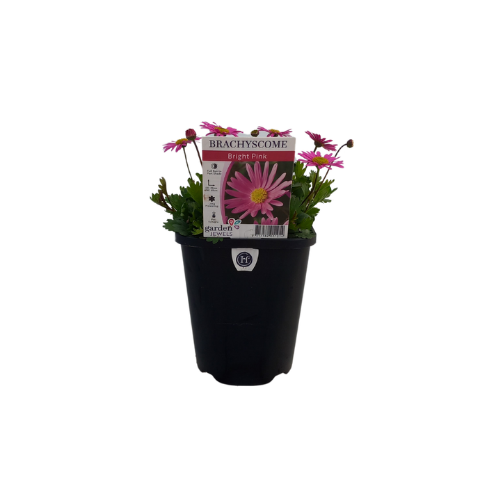 150mm Brachycome Bright Pink - Brachyscome augustifolia
