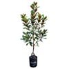 25L Laurel Magnolia - Magnolia grandiflora Ferruginea