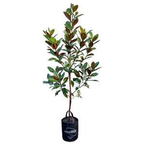 25L Laurel Magnolia - Magnolia grandiflora Ferruginea