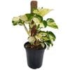180mm Manjula Pothos - Epipremnum auruem