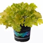 14cm Lime Marmalade Coral Bells - Heuchera