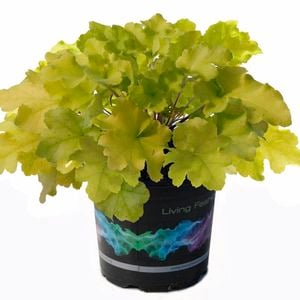 14cm Lime Marmalade Coral Bells - Heuchera