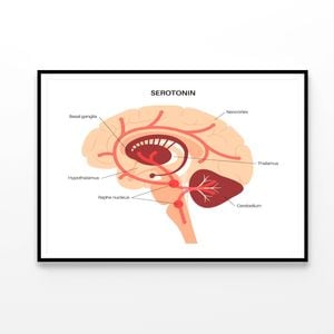 Serotonin Pathway in Brain Illustration  Print 100% Australian Made 90x60cm  (Poster)