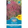 Mr Fothergill's Agastache Heather Queen
