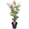 200mm Grevillea Pink Profusion - Grevillea x hybrid 'GR147' PBR