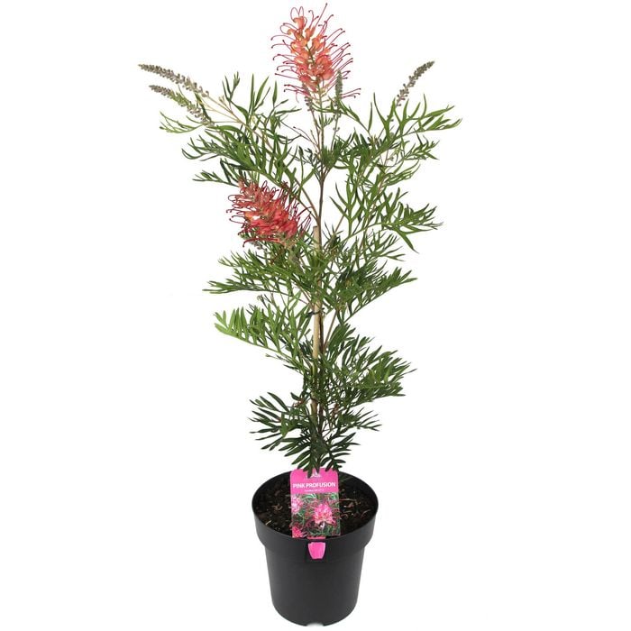 200mm Grevillea Pink Profusion - Grevillea x hybrid 'GR147' PBR