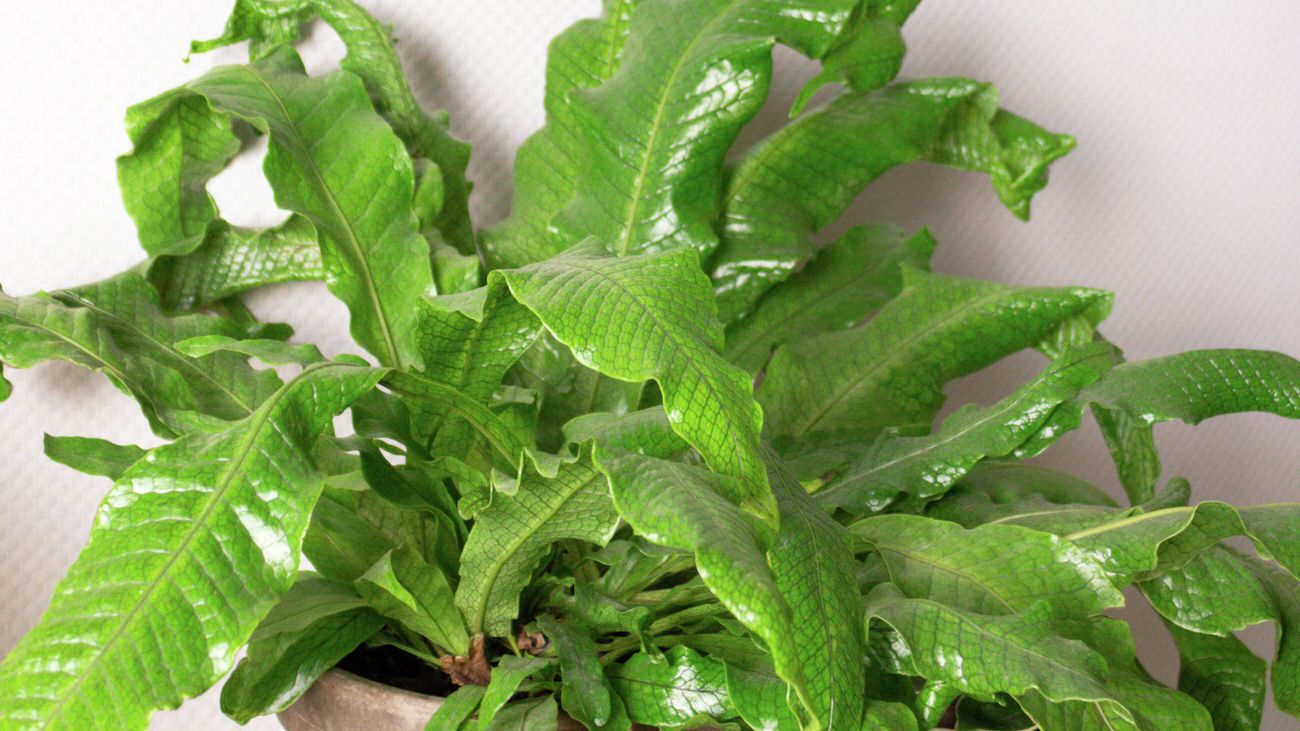 Close up of crocodile fern with wavy, green leaves.