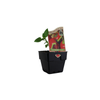 100mm Chilli Red Hot Cherry - Capsicum annuum