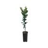 4L Tangerine Hansen Grafted - Citrus reticulata Sinensis