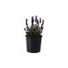 200mm Lavender Deep Purple