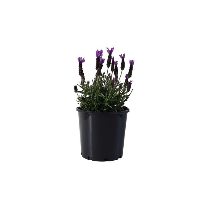200mm Lavender Deep Purple