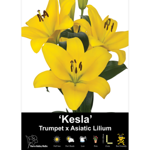 Yarra Valley Bulbs Lilium Kesla - 3 Pack