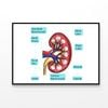 Inside Human Kidney Diagram  Print 100% Australian Made 120x90cm  (Poster)