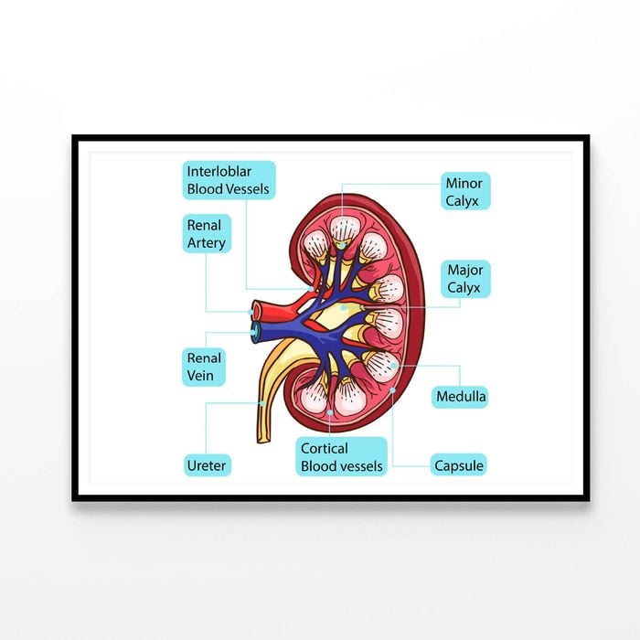 Inside Human Kidney Diagram  Print 100% Australian Made 120x90cm  (Poster)