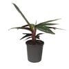 170mm Prayer Plant - Stromanthe sanguinea