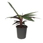 170mm Prayer Plant - Stromanthe sanguinea