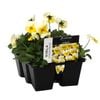 6 Cell Fusion Viola Lemon Frost - Viola cornuta