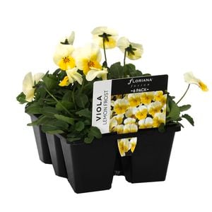 6 Cell Fusion Viola Lemon Frost - Viola cornuta