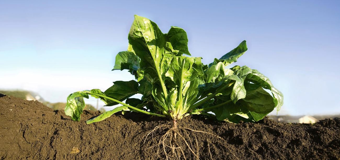 side view of plant and roots in ground 