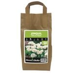 Bloomin' Bulbs Jonquil - Narcissus - 50 Pack