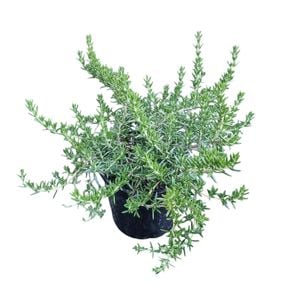 2L Creeping Rosemary - Rosemarinus Prostrata