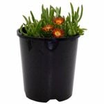 140mm Red Ice Plant - Delosperma cooperi