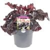 140mm Heuchera Black Forest Cake - Heuchera sanguinea