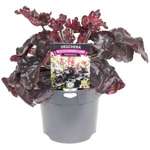 140mm Heuchera Black Forest Cake - Heuchera sanguinea