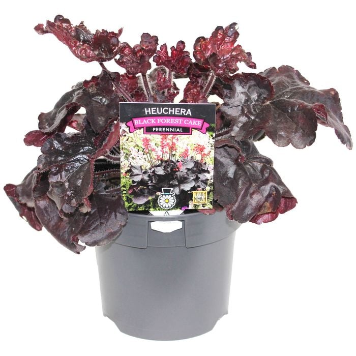 140mm Heuchera Black Forest Cake - Heuchera sanguinea