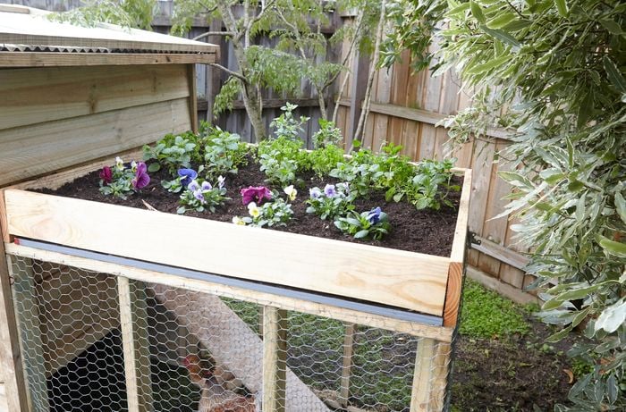 A homemade chicken coop containing a number of chickens, with a planter box on the roof