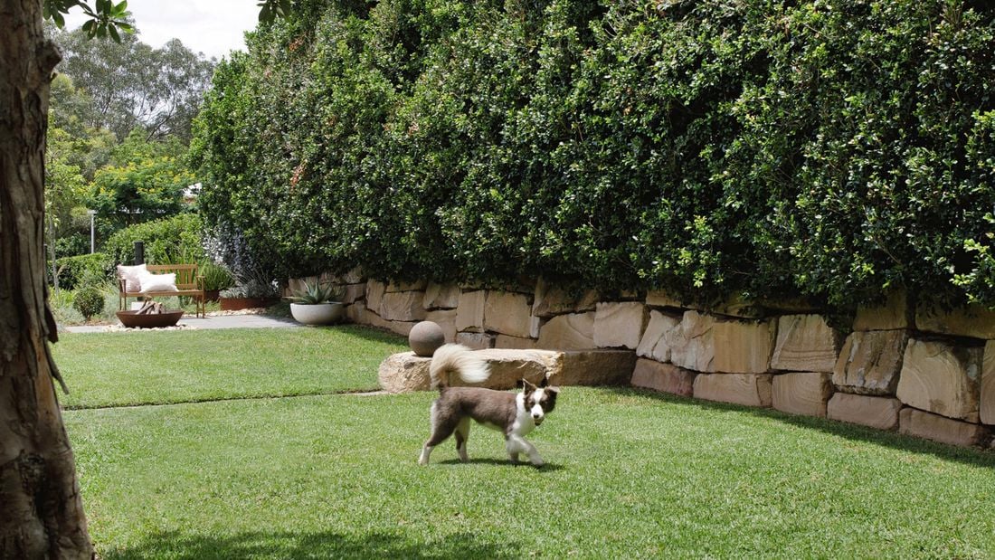 Dog playing in grassed area with large hedges in the background.