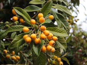 A loquat tree with orange loquat fruit