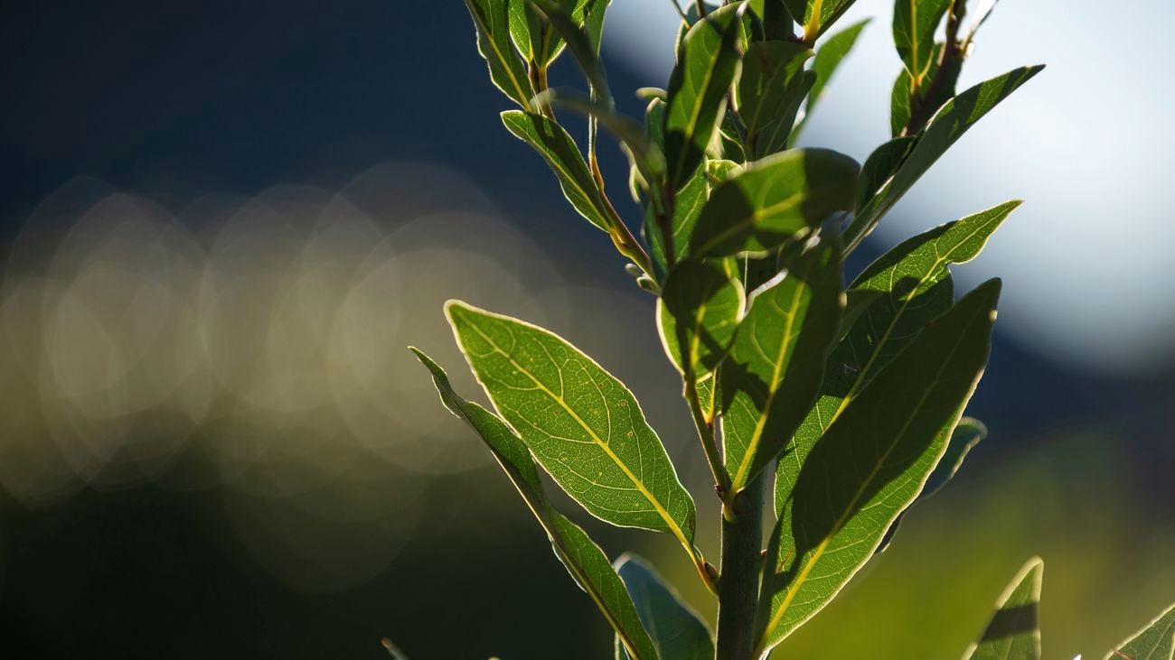 Bay Tree placement