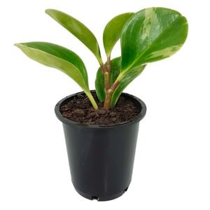70mm Radiator Plant - Peperomia magnoliifolia Variegata