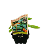 100mm Cucumber Spacemaster - Cucumis sativus