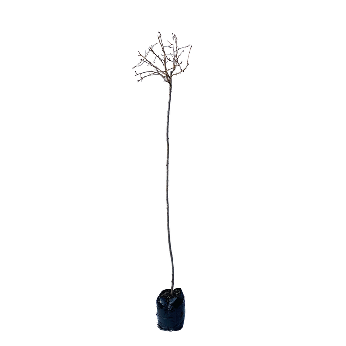 15L Maple - Prunus kiku-shidare Sakura