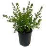 140mm Westringia Naringa - Westringia fruticosa