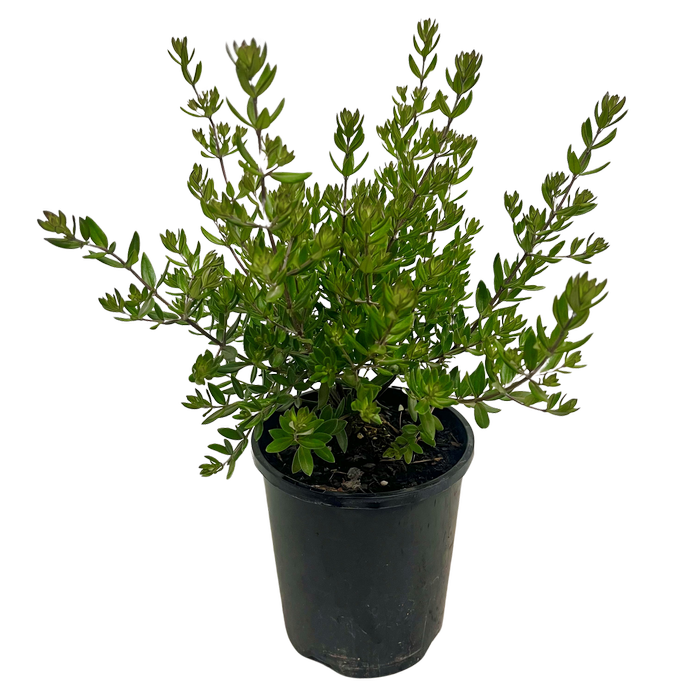 140mm Westringia Naringa - Westringia fruticosa