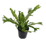 125mm Bird's-Nest Fern - Asplenium nidus Variegata
