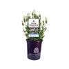 140mm Lavender LAVINNOVA® The Snow Princess - Lavandula hybrid