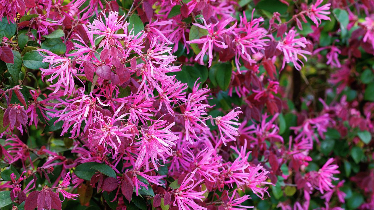 Close up of vibrant pink, spiky Chinese fringe flowers and green foliage.