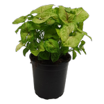 170mm Syngonium Golden Allusion - Syngonium podophyllum