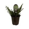 3.5L Australian Mint Bush - Prostanthera rotundifolia Cuneata