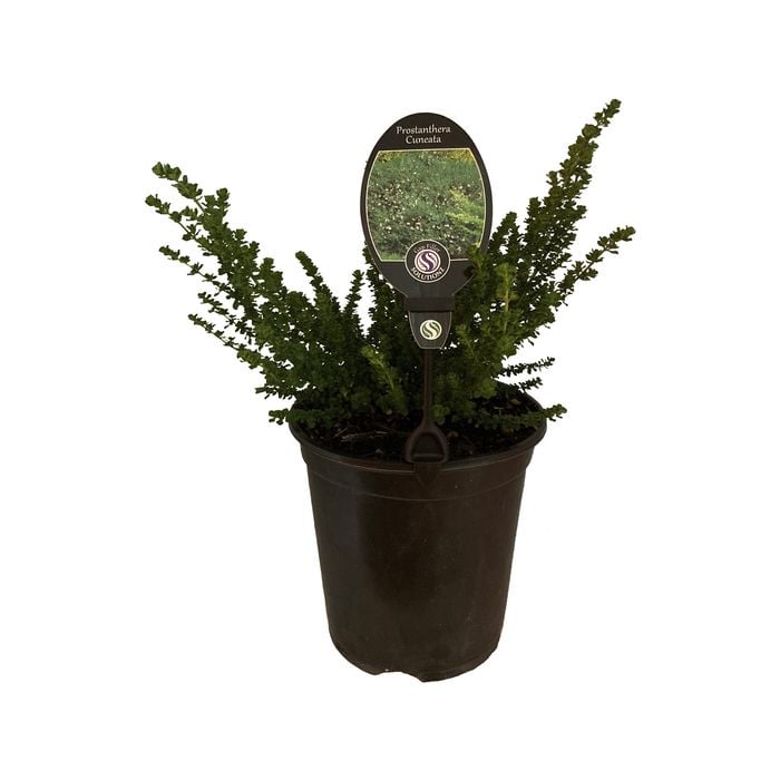 3.5L Australian Mint Bush - Prostanthera rotundifolia Cuneata