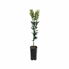 4L Orange Navalina Grafted - Citrus sinensis