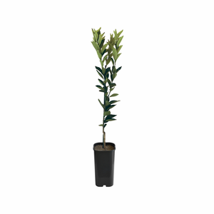 4L Orange Navalina Grafted - Citrus sinensis