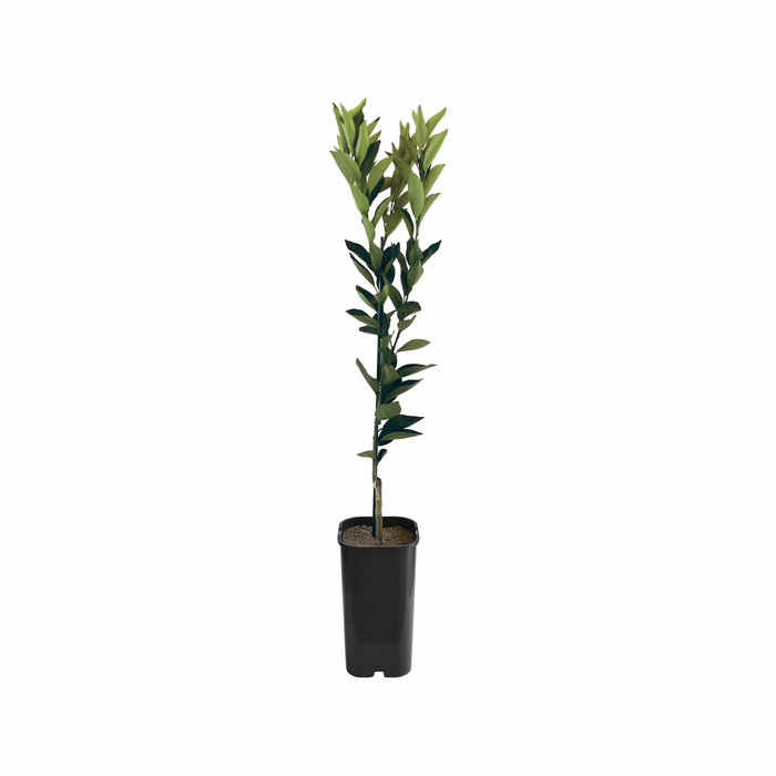 4L Orange Navalina Grafted - Citrus sinensis
