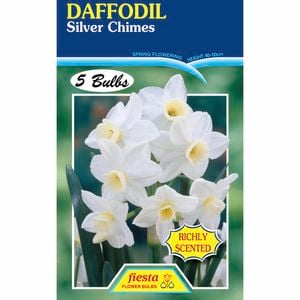 Fiesta Flower Bulbs Daffodil Silver Chimes - 5 Bulbs