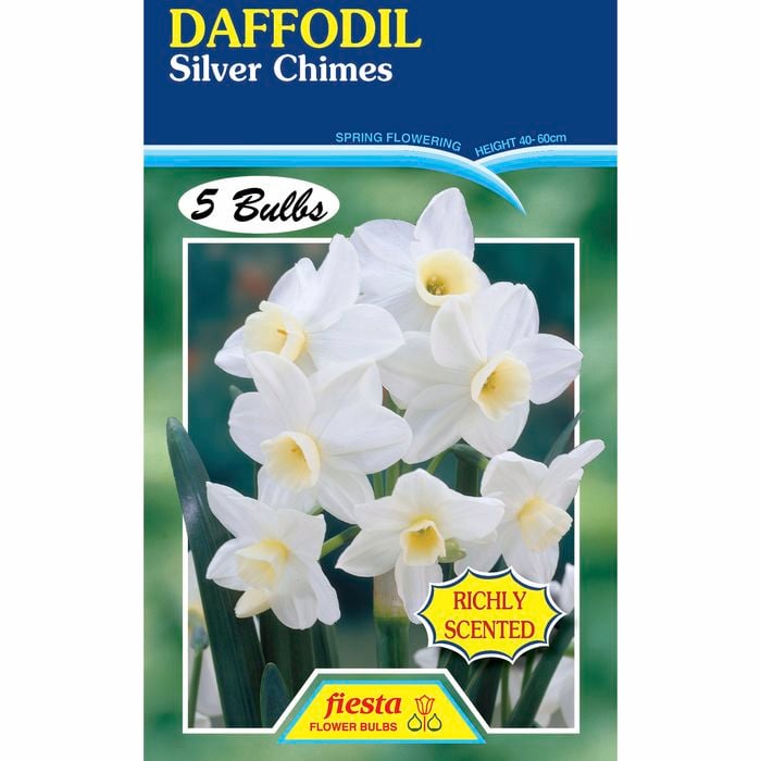 Fiesta Flower Bulbs Daffodil Silver Chimes - 5 Bulbs